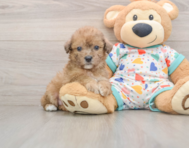 6 week old Poochon Puppy For Sale - Pilesgrove Pups