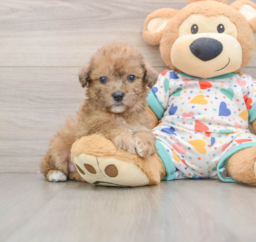 7 week old Poochon Puppy For Sale - Pilesgrove Pups