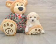 5 week old Poochon Puppy For Sale - Pilesgrove Pups