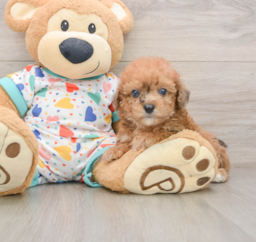 7 week old Poochon Puppy For Sale - Pilesgrove Pups