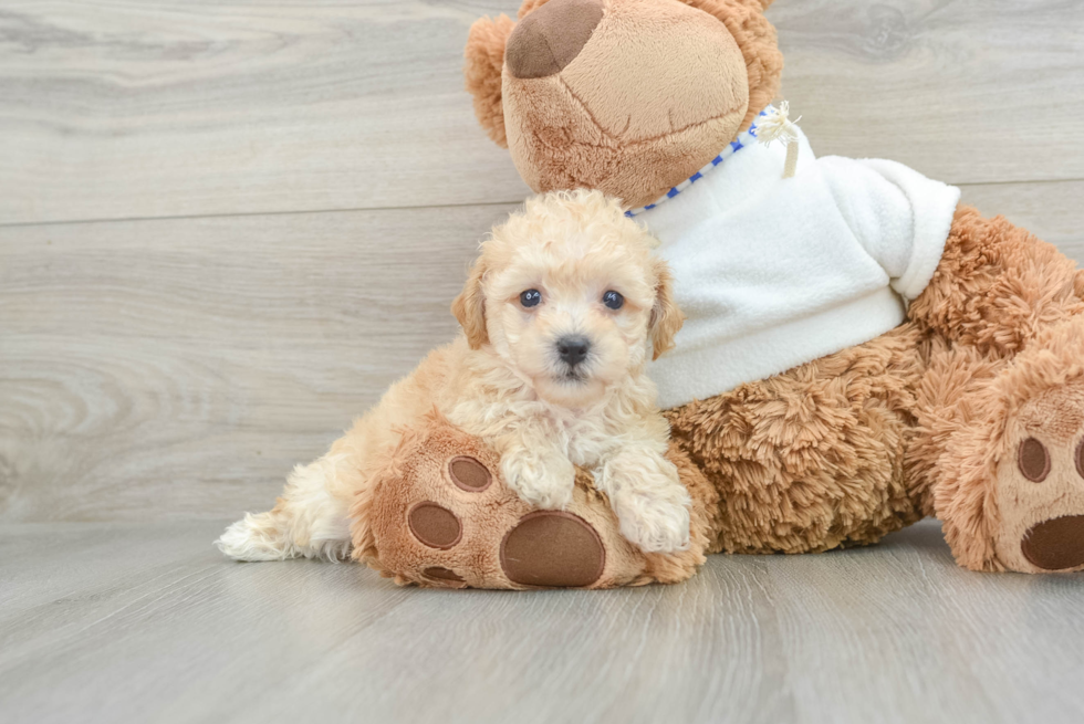 Best Poochon Baby