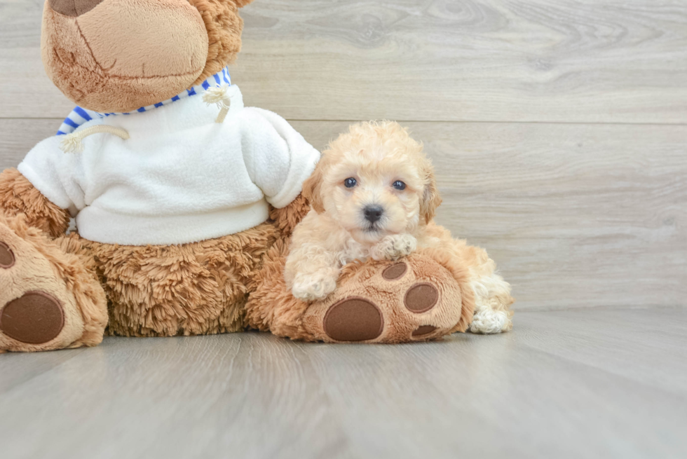 Fluffy Poochon Poodle Mix Pup