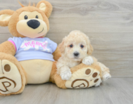 6 week old Poochon Puppy For Sale - Pilesgrove Pups