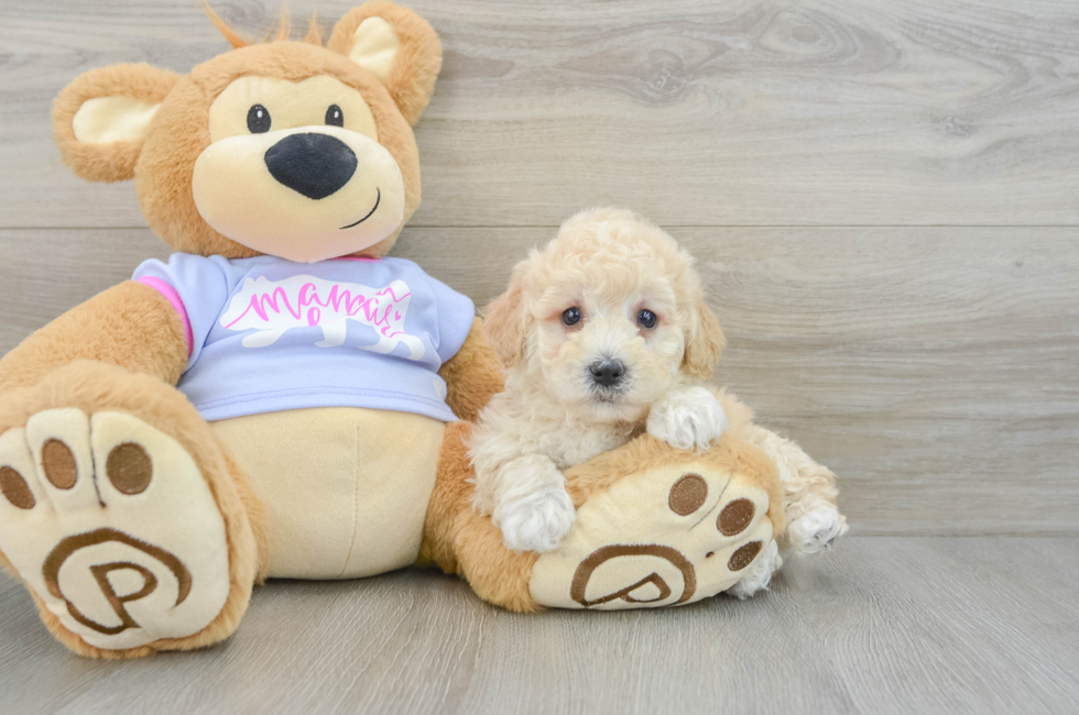 8 week old Poochon Puppy For Sale - Pilesgrove Pups