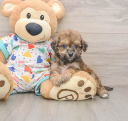 7 week old Poochon Puppy For Sale - Pilesgrove Pups