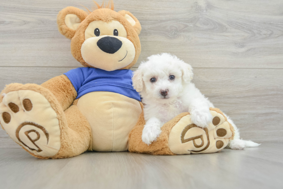 Energetic Bichpoo Poodle Mix Puppy