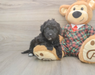 5 week old Poochon Puppy For Sale - Pilesgrove Pups