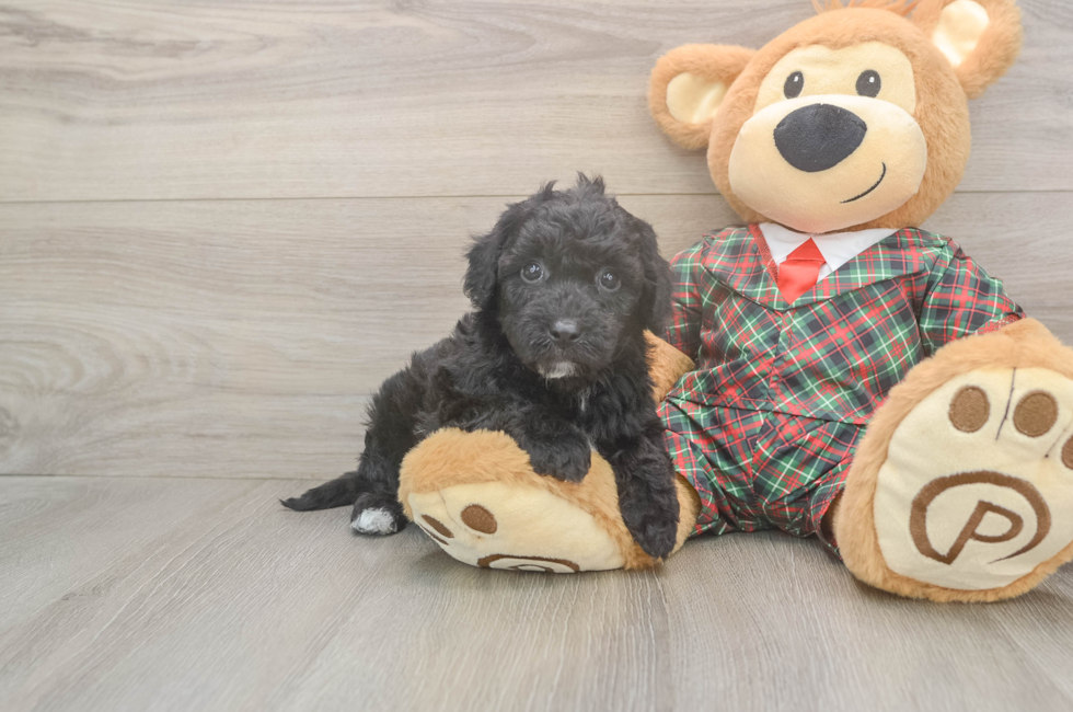 5 week old Poochon Puppy For Sale - Pilesgrove Pups