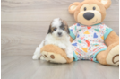 Fluffy Poochon Poodle Mix Pup