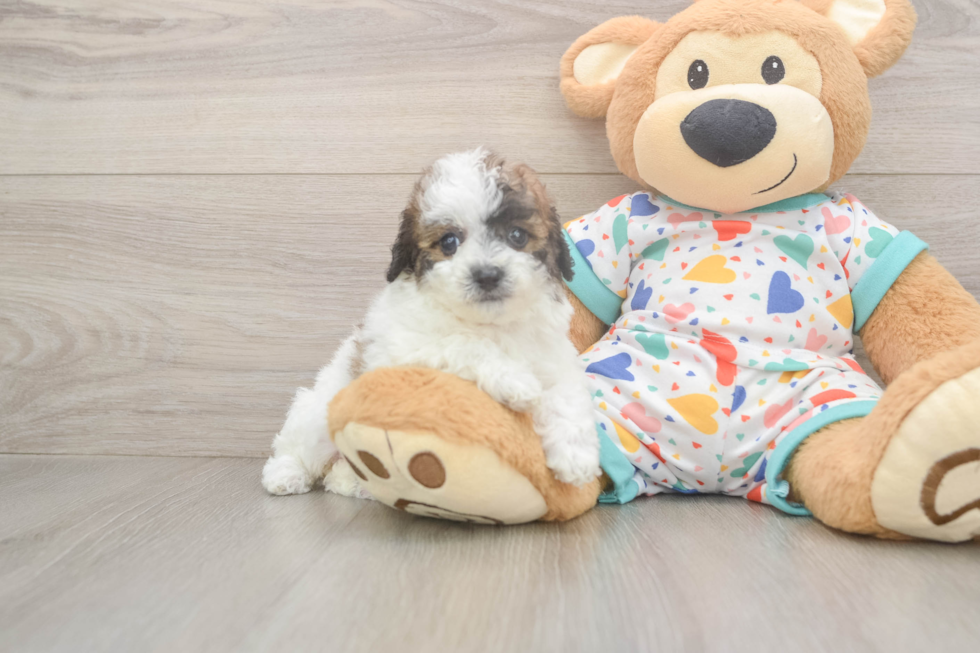 Fluffy Poochon Poodle Mix Pup