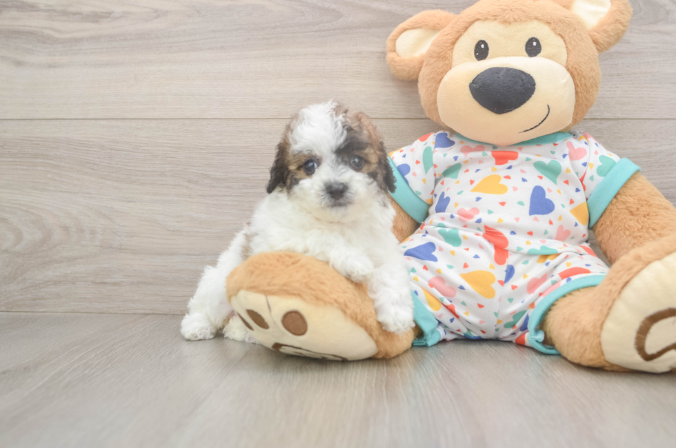 5 week old Poochon Puppy For Sale - Pilesgrove Pups