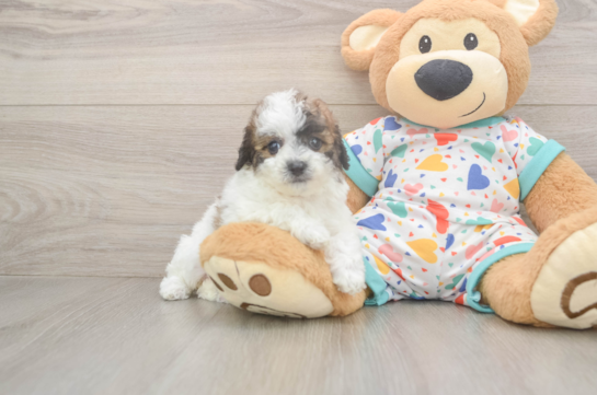 Fluffy Poochon Poodle Mix Pup