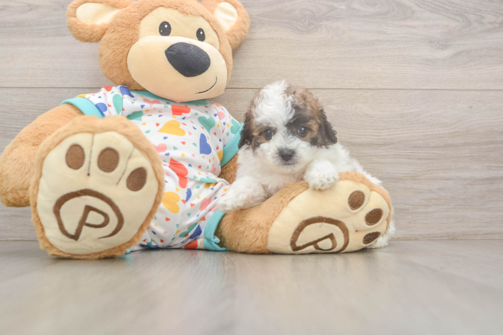 Smart Poochon Poodle Mix Pup