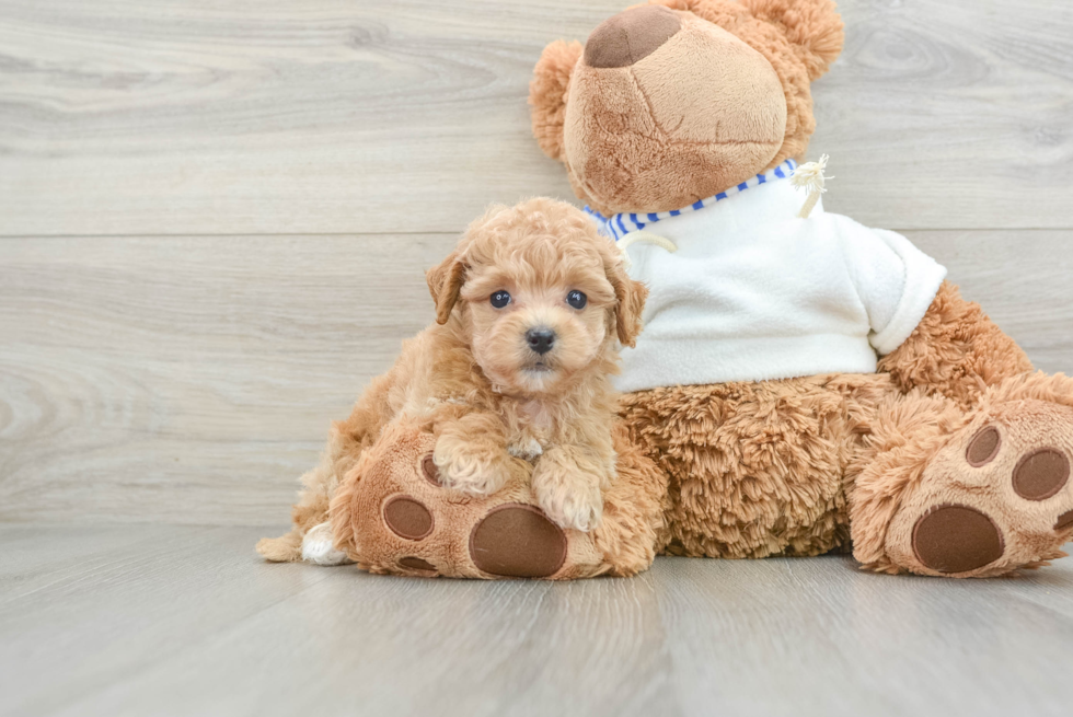 Smart Poochon Poodle Mix Pup