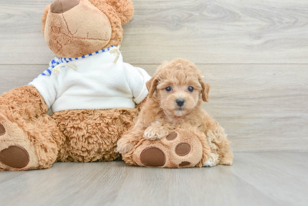 Poochon Puppy for Adoption