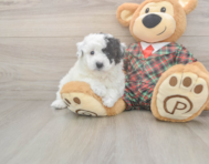 5 week old Poochon Puppy For Sale - Pilesgrove Pups