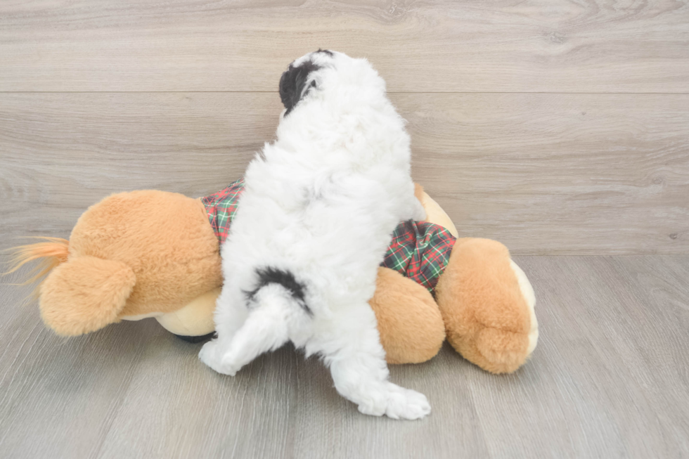 Funny Poochon Poodle Mix Pup