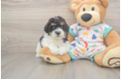 Poochon Pup Being Cute