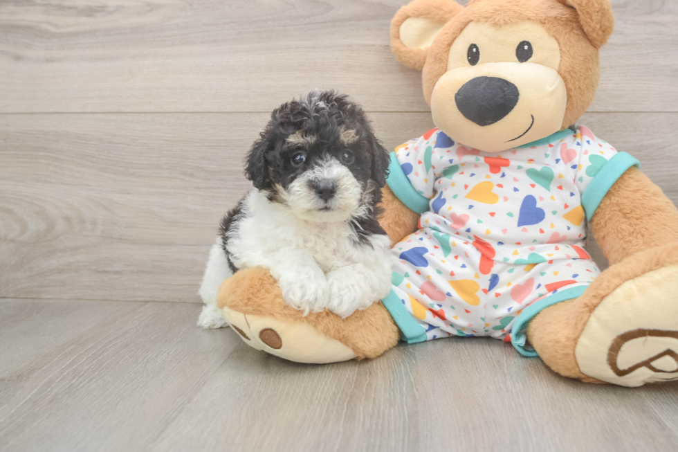 Poochon Pup Being Cute