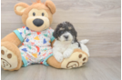 Poochon Puppy for Adoption