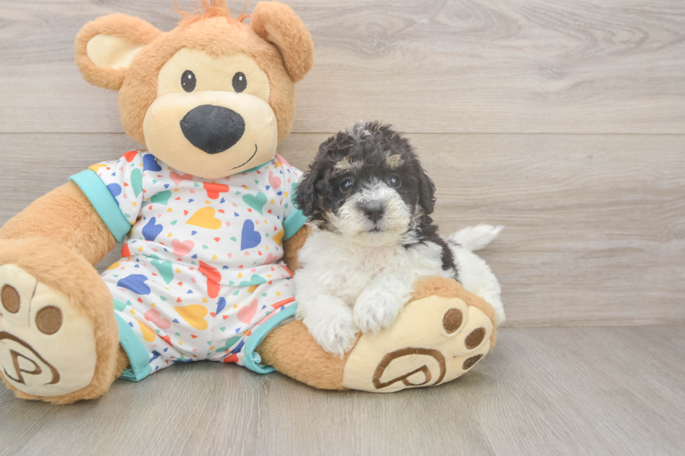 Poochon Puppy for Adoption