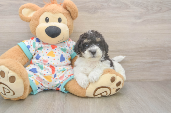 Poochon Puppy for Adoption