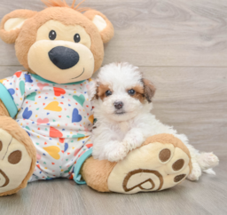 7 week old Poochon Puppy For Sale - Pilesgrove Pups