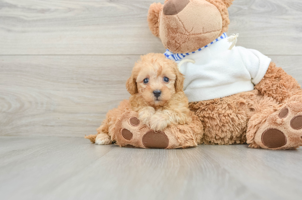 6 week old Poochon Puppy For Sale - Pilesgrove Pups