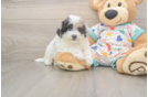 Fluffy Poochon Poodle Mix Pup