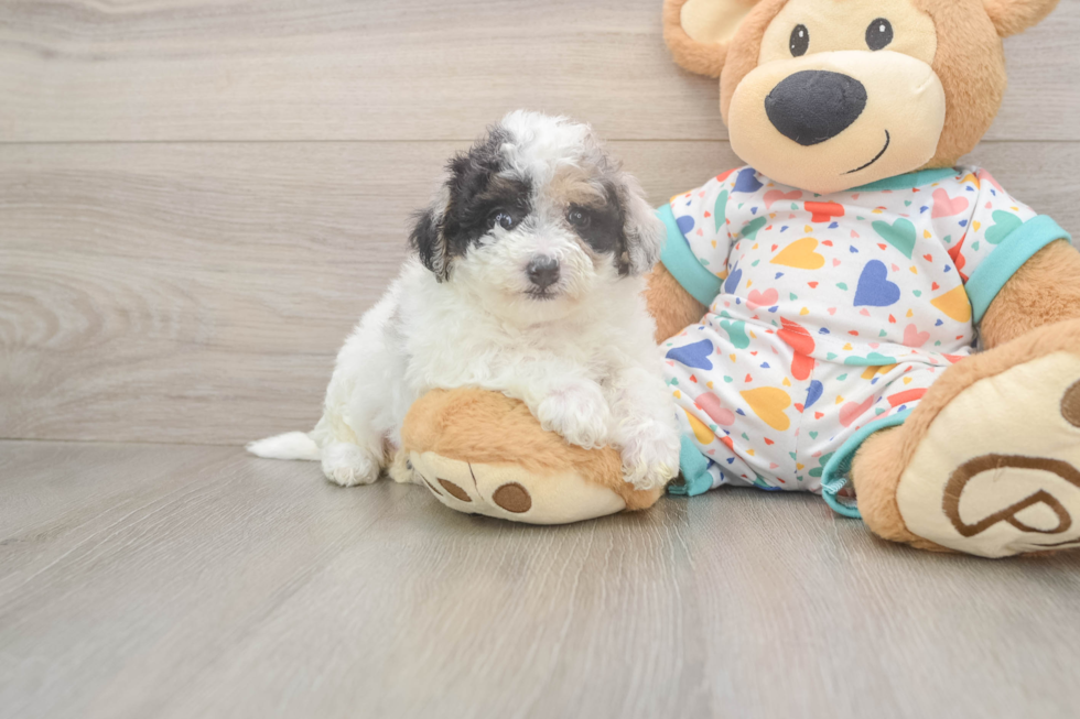 Fluffy Poochon Poodle Mix Pup