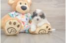 Best Poochon Baby