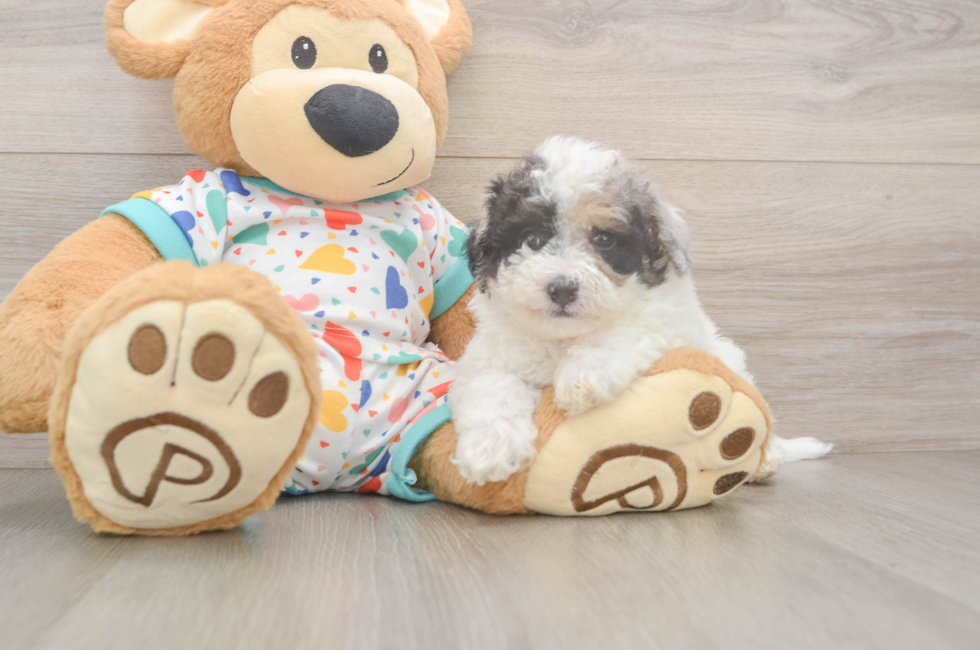 5 week old Poochon Puppy For Sale - Pilesgrove Pups