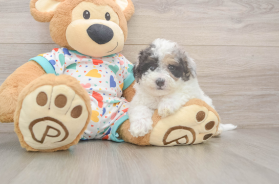 Best Poochon Baby