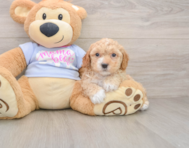 5 week old Poochon Puppy For Sale - Pilesgrove Pups