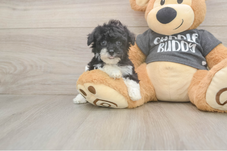 Best Poochon Baby