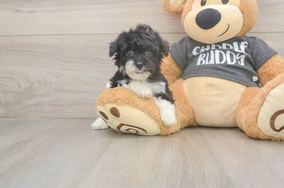 6 week old Poochon Puppy For Sale - Pilesgrove Pups