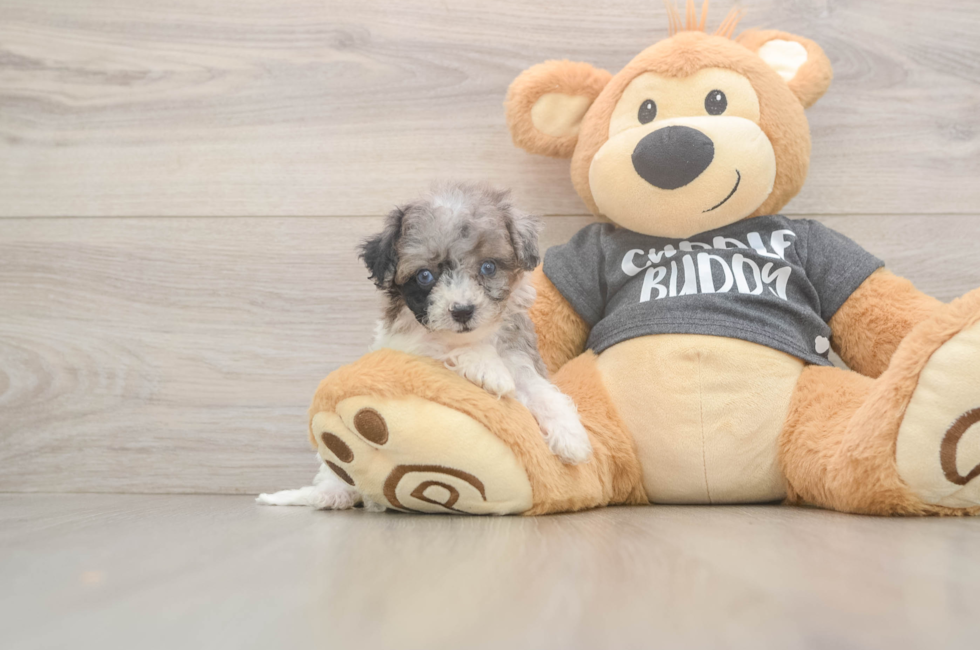 7 week old Poochon Puppy For Sale - Pilesgrove Pups