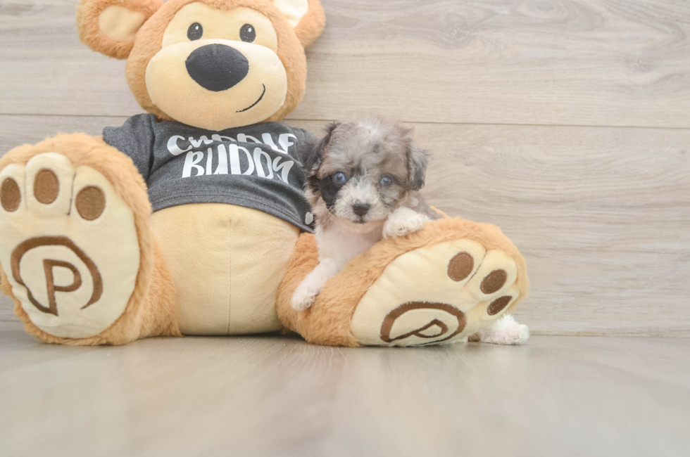 6 week old Poochon Puppy For Sale - Pilesgrove Pups