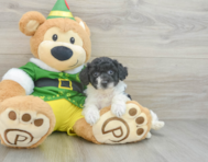 7 week old Poochon Puppy For Sale - Pilesgrove Pups