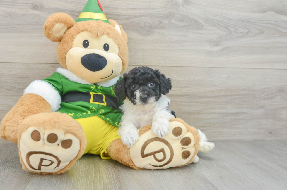 7 week old Poochon Puppy For Sale - Pilesgrove Pups