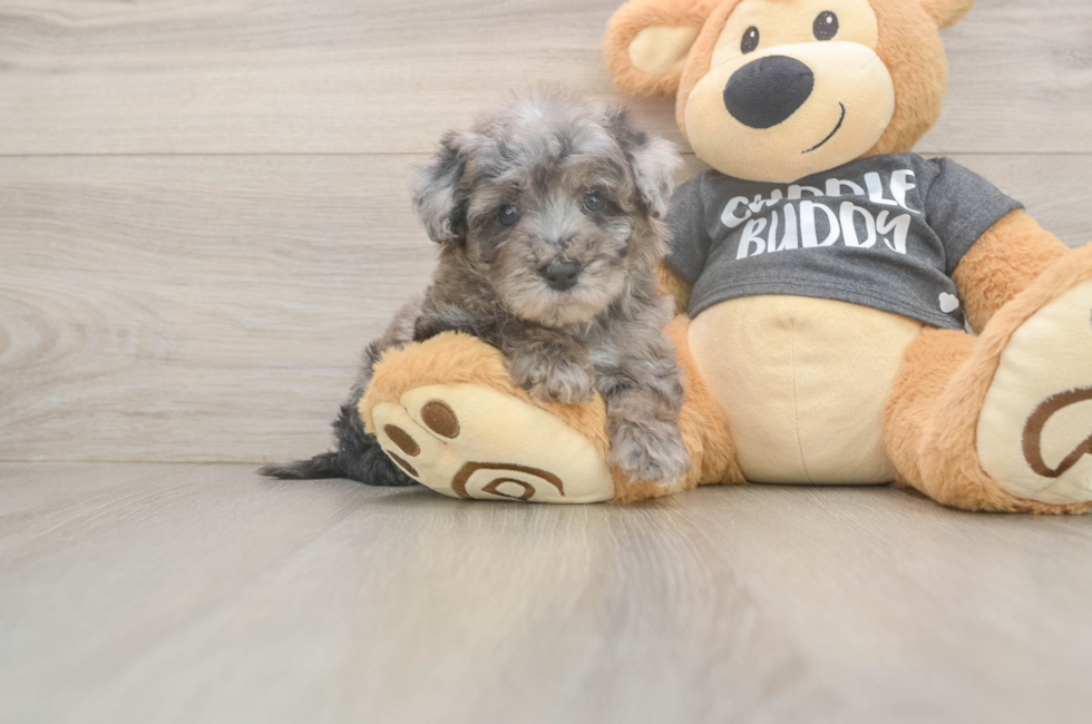 6 week old Poochon Puppy For Sale - Pilesgrove Pups