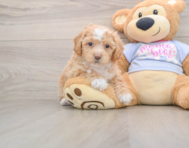 5 week old Poochon Puppy For Sale - Pilesgrove Pups