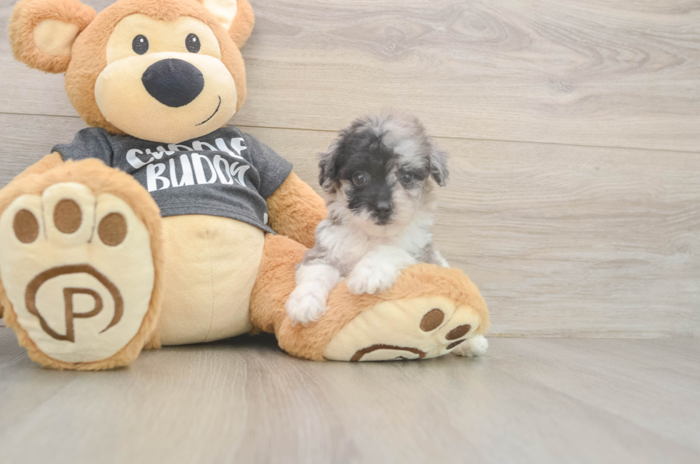 6 week old Poochon Puppy For Sale - Pilesgrove Pups