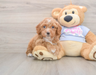 5 week old Poochon Puppy For Sale - Pilesgrove Pups