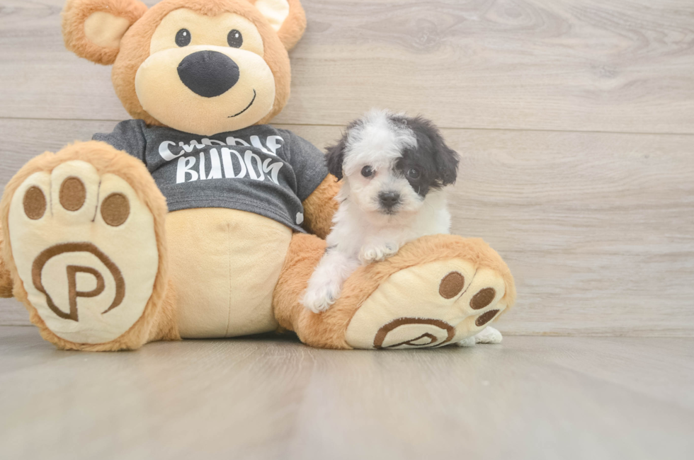 6 week old Poochon Puppy For Sale - Pilesgrove Pups