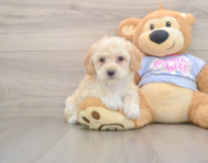 6 week old Poochon Puppy For Sale - Pilesgrove Pups
