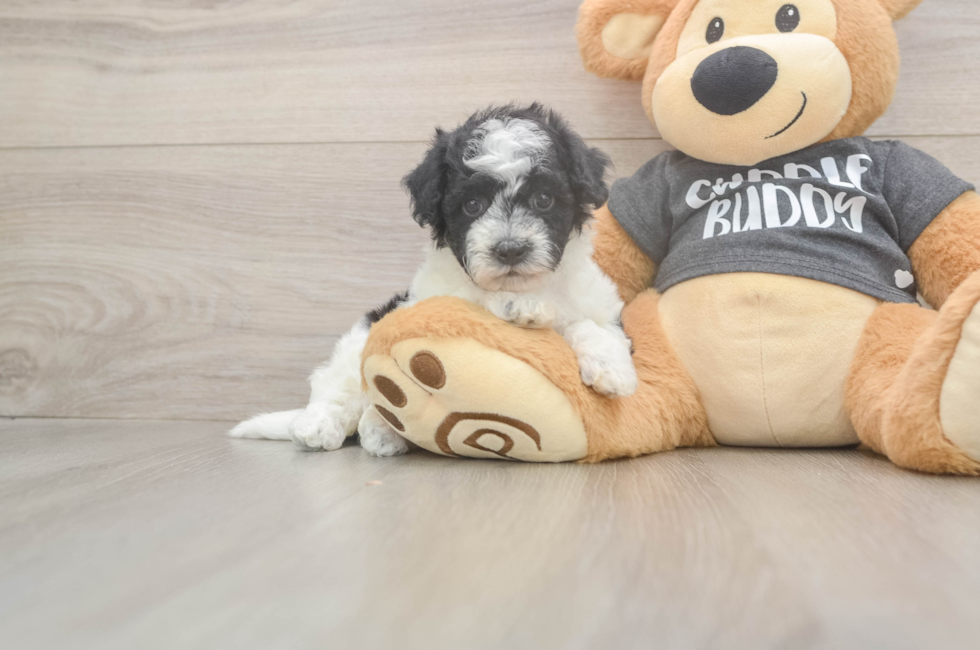 6 week old Poochon Puppy For Sale - Pilesgrove Pups