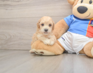 7 week old Poochon Puppy For Sale - Pilesgrove Pups