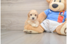 Best Poochon Baby