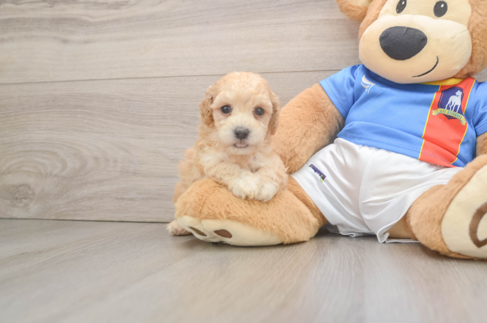 5 week old Poochon Puppy For Sale - Pilesgrove Pups